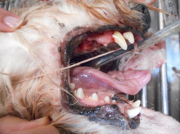 Typical Dog Dental 3
