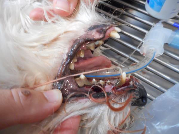 Typical Dental 2