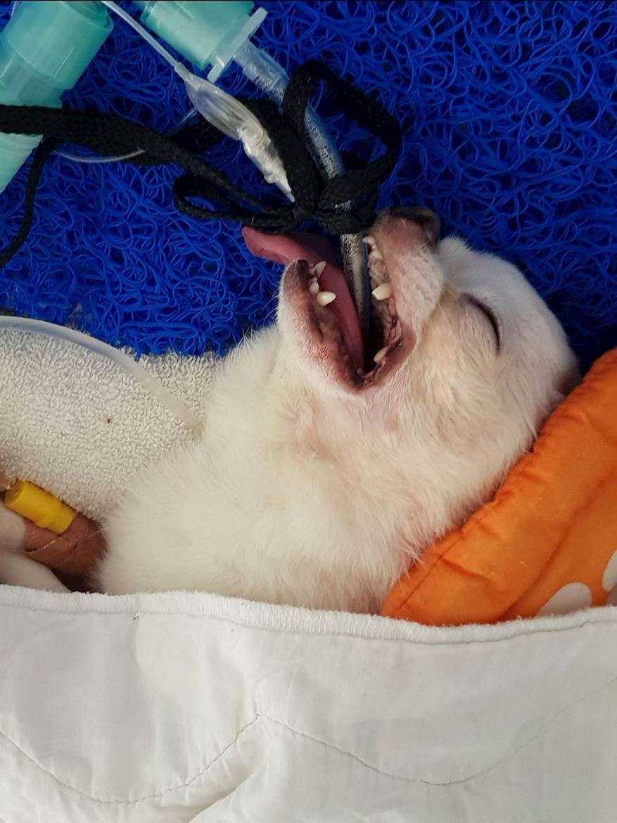 Chihuahua Dental 1