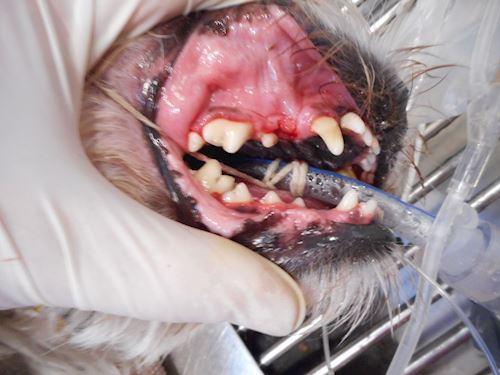 Dog Dental 3