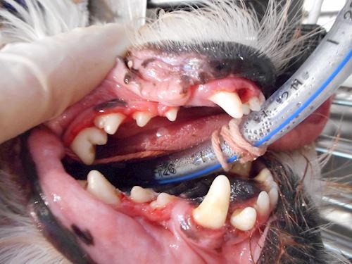 Dog Dental 4