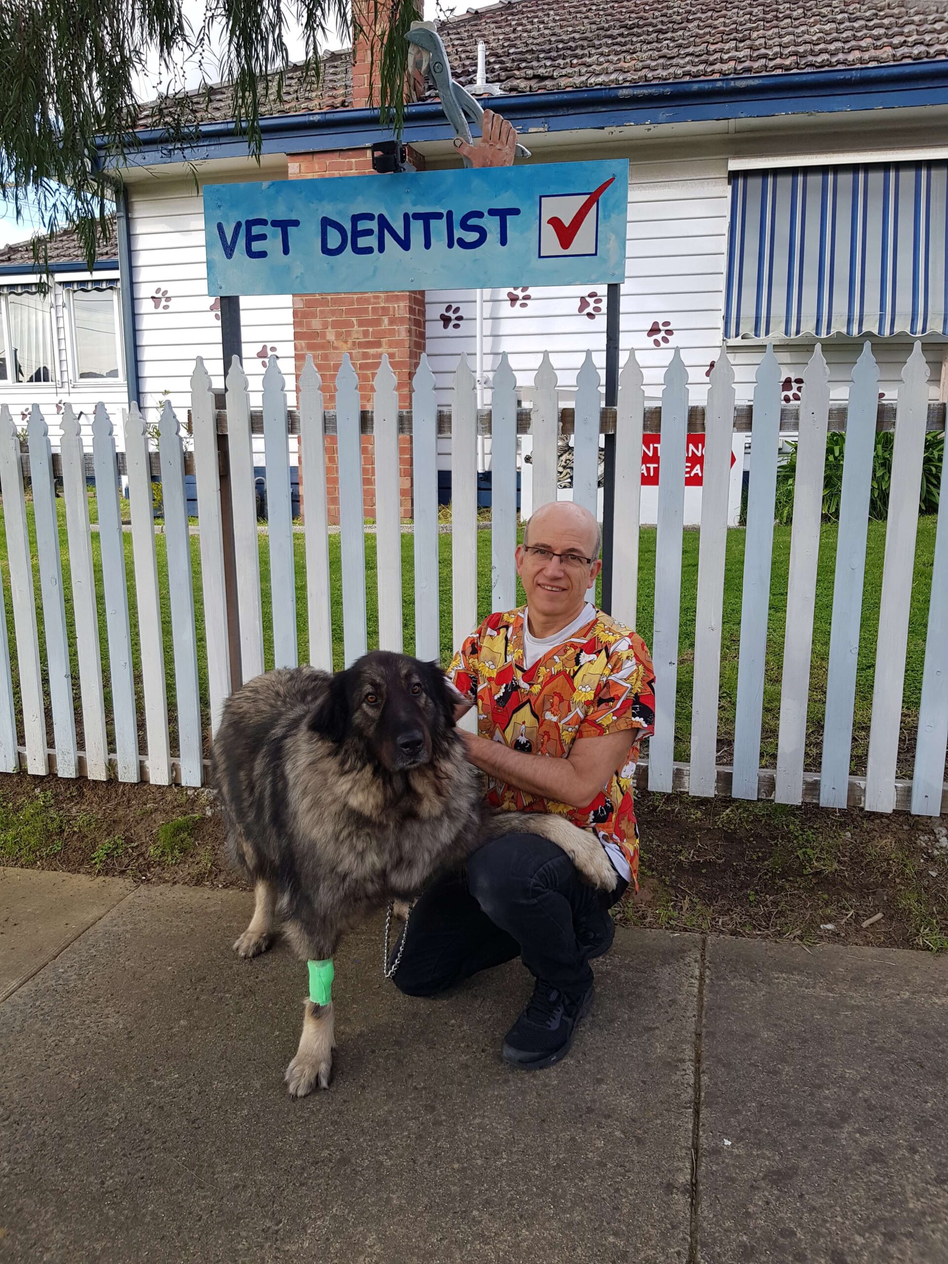 Dog Dentist