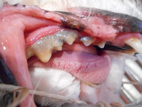 Dog Dental 1