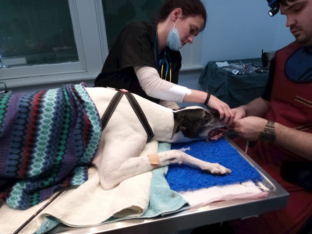 Greyhound Dental