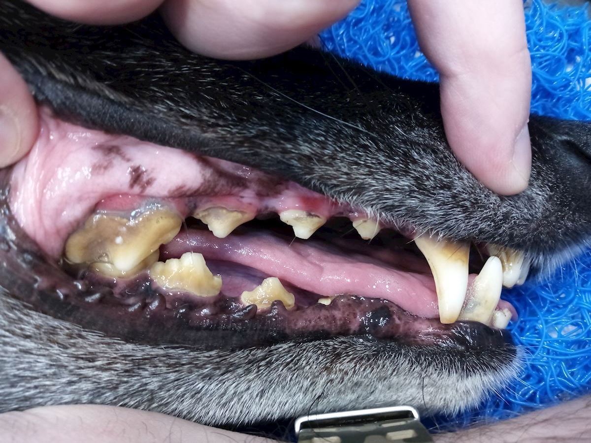 Greyhound Dental 1