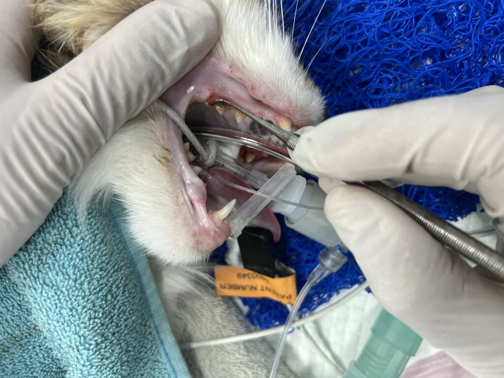 Cat Dentistry
