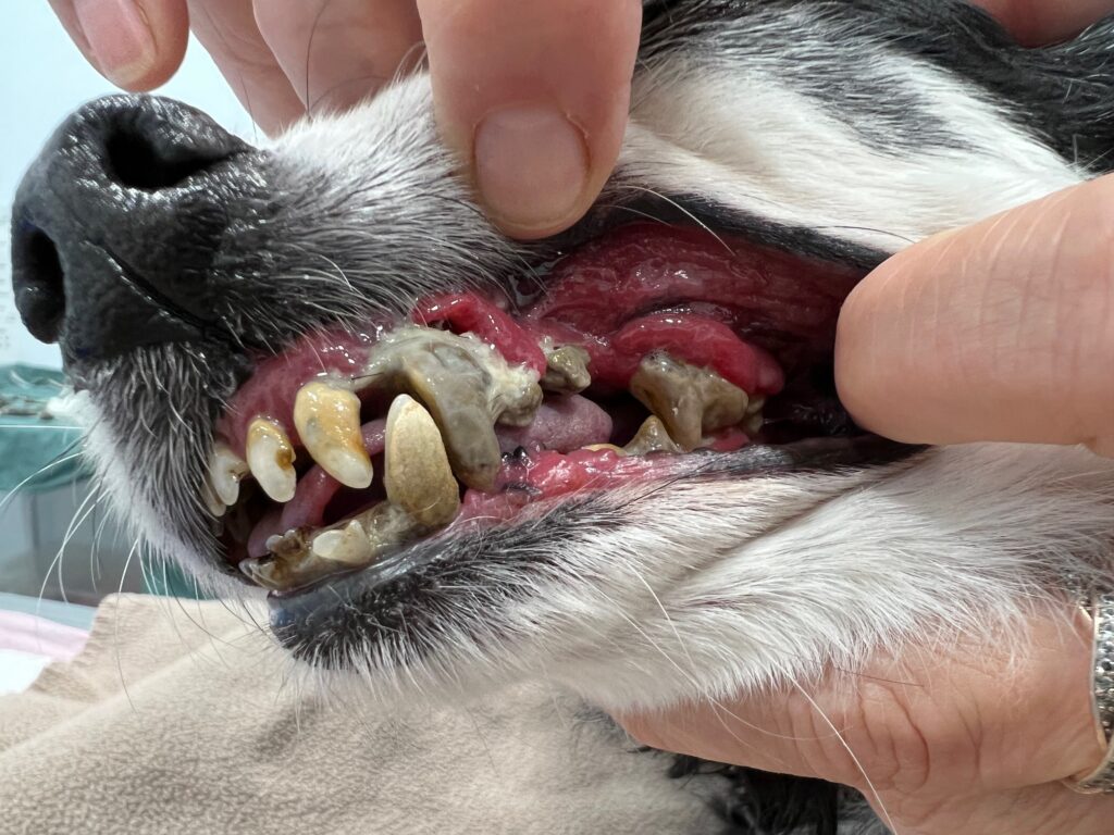 Dog Dentistry
