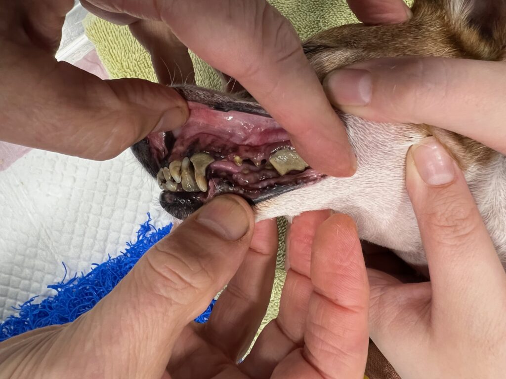 Dog dental