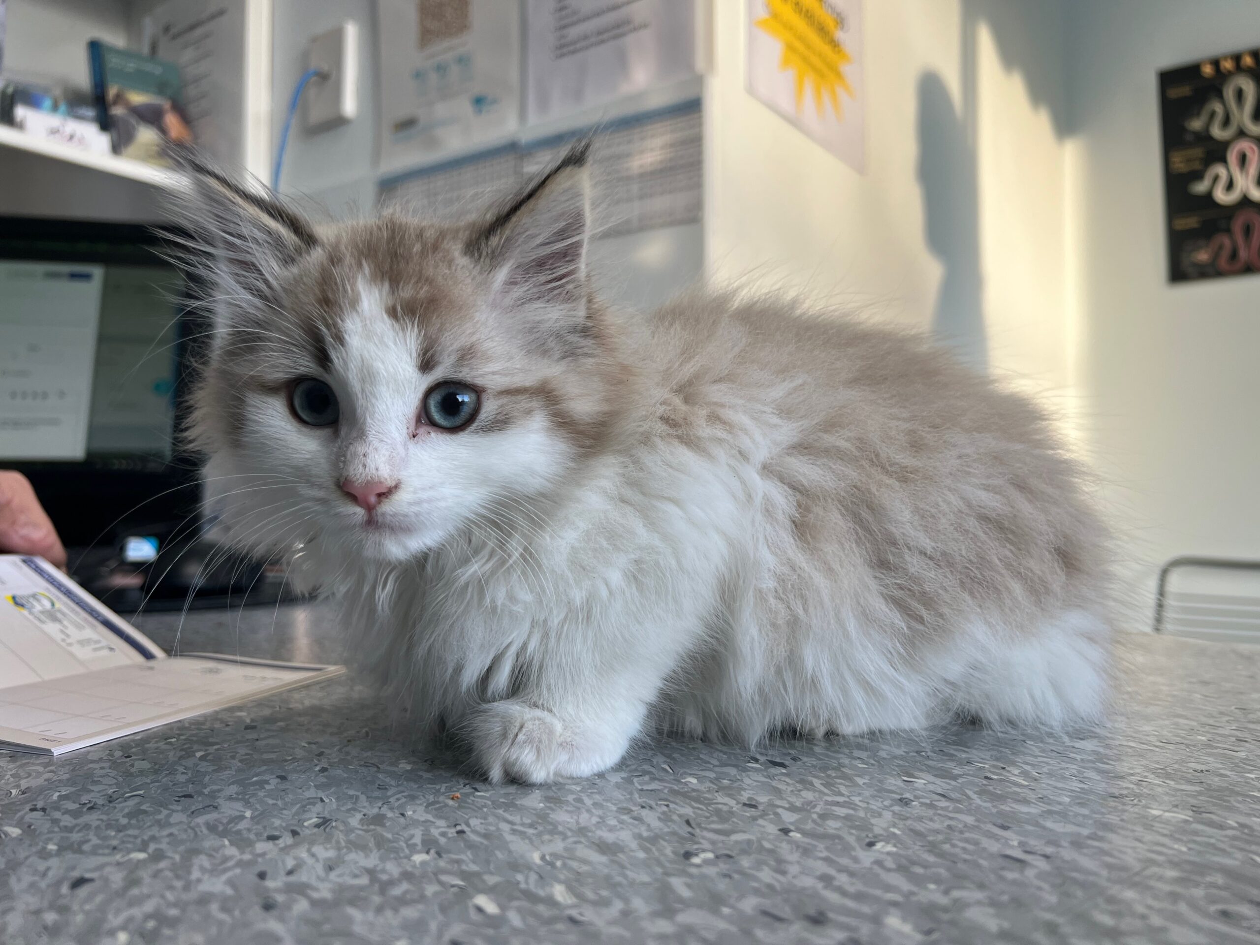 Kitten Care