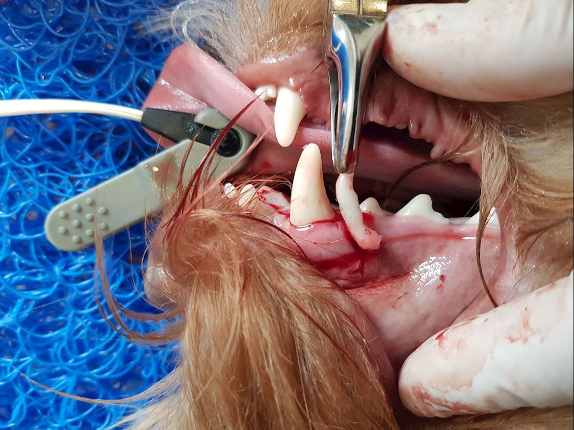 Retained Teeth 3
