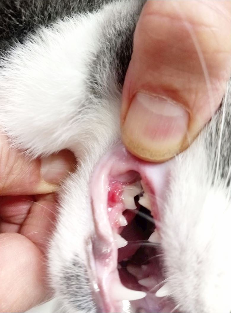 Cat dentist gum mass