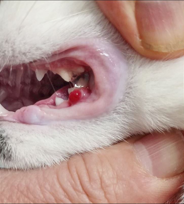 Cat dental gum swelling 2