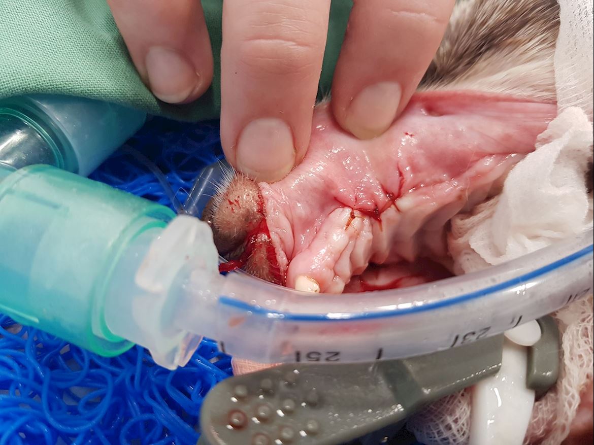 oronasal fistula in dogs