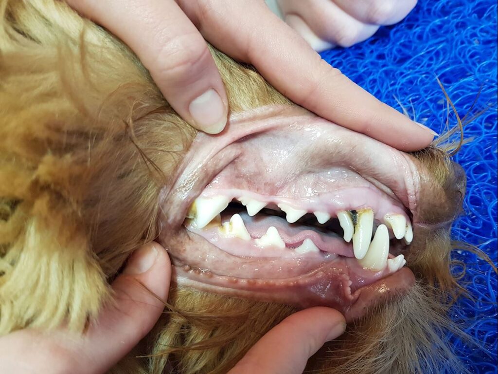 Retained Teeth 1