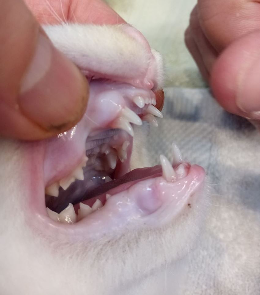 Retained teeth 1