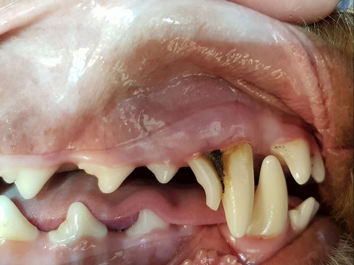 Retained Teeth 2