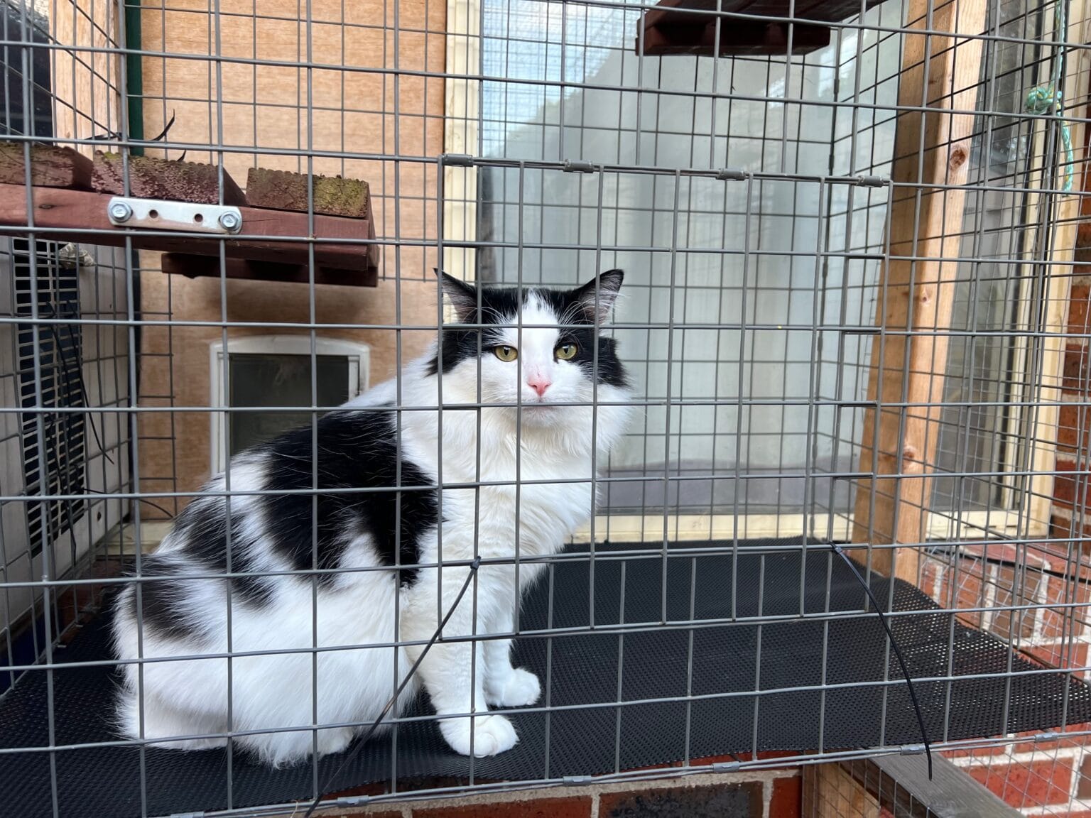 Cat Aviary Cat Enclosures – What You Should Know - Burwood Vet