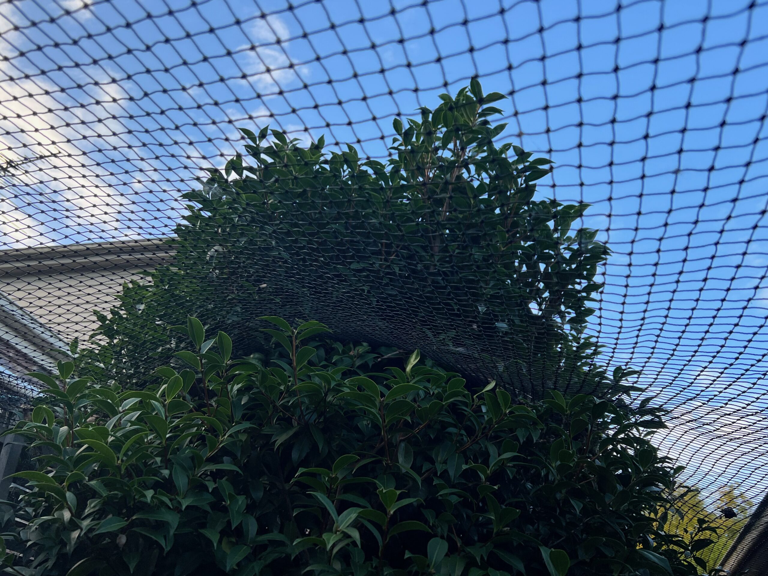 Trees and cat netting