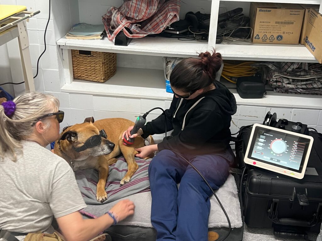 Animal Laser Therapy