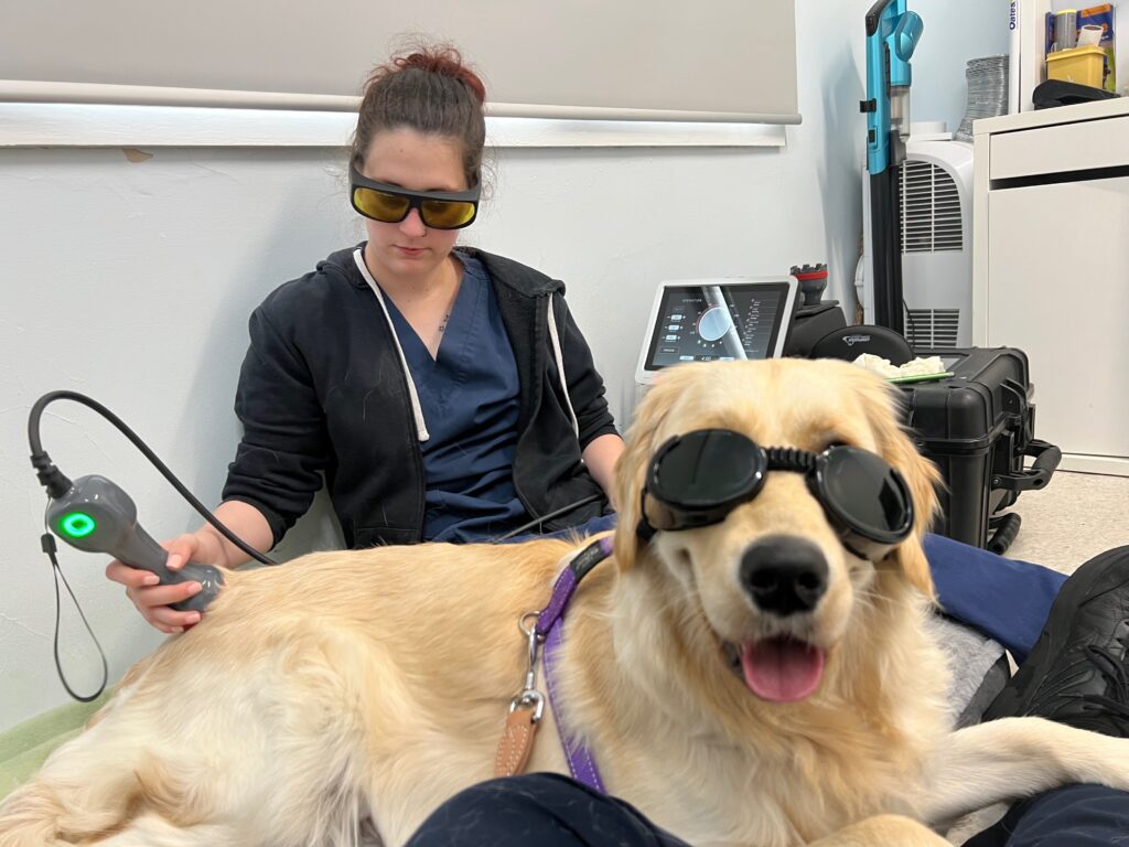 photobiomodulation therapy in dogs